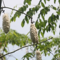 Ceiba pentandra (L.) Gaertn.